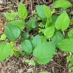 Viburnum acerifolium Blatt