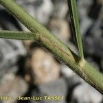 Panicum repens Bark