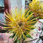 Leucospermum grandiflorum Lorea