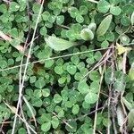 Trifolium subterraneum Blad