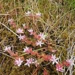 Sedum anglicum 花