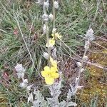 Verbascum undulatum Flower