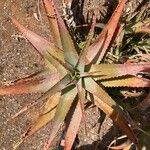 Aloe chabaudii Blatt