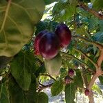 Solanum betaceum Fruit