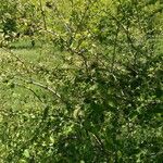 Cotoneaster granatensis Hábitos