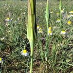 Tragopogon dubius Otro