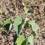 Abutilon grandiflorum 葉