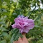 Hibiscus syriacusFlower