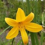 Hemerocallis lilioasphodelusЦветок