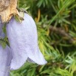 Campanula barbata Outro