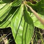 Plantago media Blatt