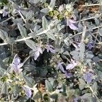 Teucrium fruticansLeaf