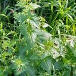 Scrophularia peregrina Alkat (teljes növény)