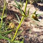 Teucrium pseudochamaepitys Frucht