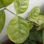 Jasminum sambac Leaf