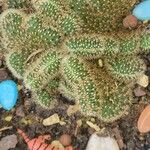 Cleistocactus winteri Leaf