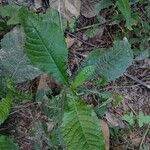 Elephantopus carolinianus Leaf