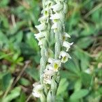 Spiranthes spiralis फूल