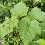 Rubus moluccanus Foglia