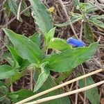 Commelina latifolia Blad