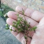 Polypremum procumbens List