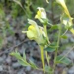 Linaria dalmatica Květ