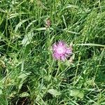 Centaurea nigrescens Habitus