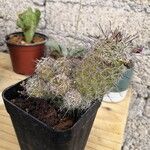 Echinocereus coccineus Leaf