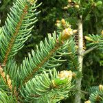 Picea abies Лист