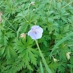 Geranium pratenseKukka