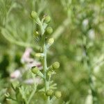 Fumaria parviflora Fruitua