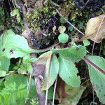 Micranthes californica Leaf