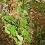 Lantana trifolia Leaf