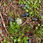 Bellis sylvestrisFlower