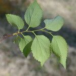 Celtis glabrata Levél