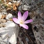 Colchicum lusitanum 花