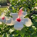 Hibiscus genevii Blüte