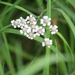 Achillea ptarmica花