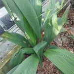 Curculigo capitulata Leaf