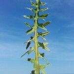 Cirsium acaulon Altro