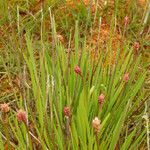 Triantha glutinosa Цвят