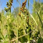 Botrychium lunaria Flors