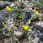 Helianthemum italicum Celota