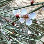 Prunus scoparia Flor