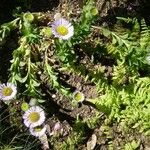 Erigeron glaucus Egyéb