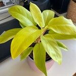 Philodendron hederaceum  var kirkbridei Лист