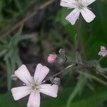 Gypsophila repens Květ