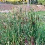 Typha angustifolia Alkat (teljes növény)