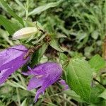 Campanula trachelium Blad