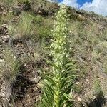 Frasera speciosa Flor
